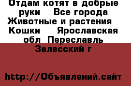 Отдам котят в добрые руки. - Все города Животные и растения » Кошки   . Ярославская обл.,Переславль-Залесский г.